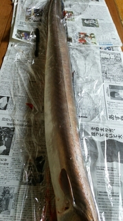 hamo3.JPG